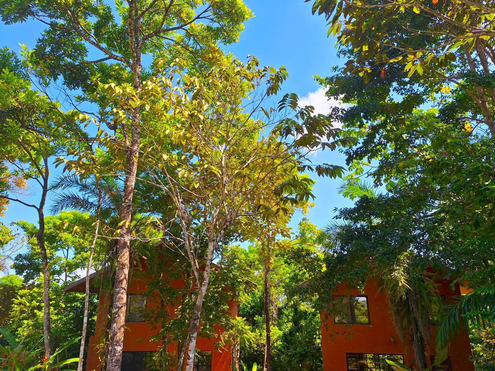 Corcovado Private Villas - Avatar Private Reserve Puerto Jiménez Exterior foto