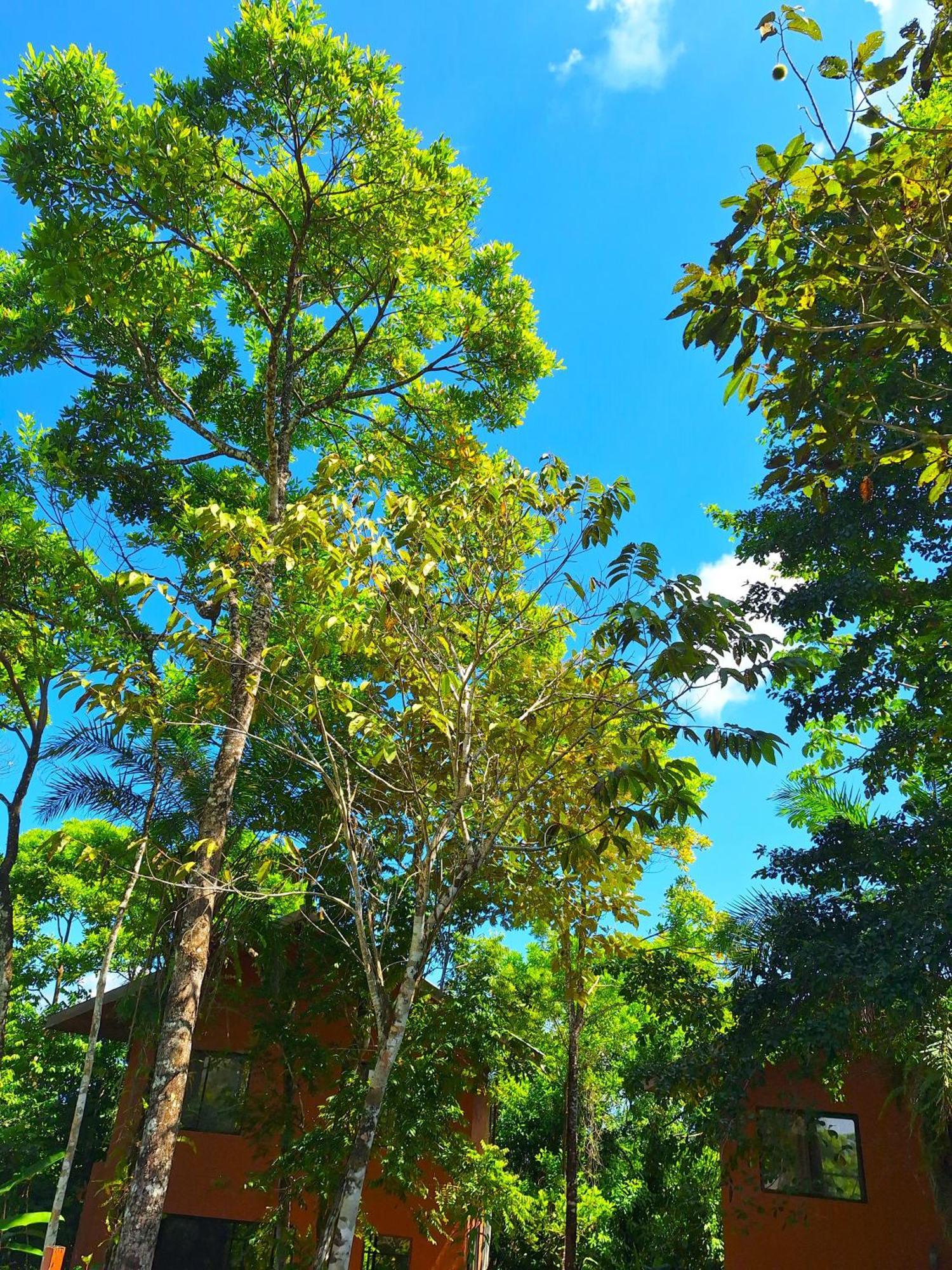Corcovado Private Villas - Avatar Private Reserve Puerto Jiménez Exterior foto