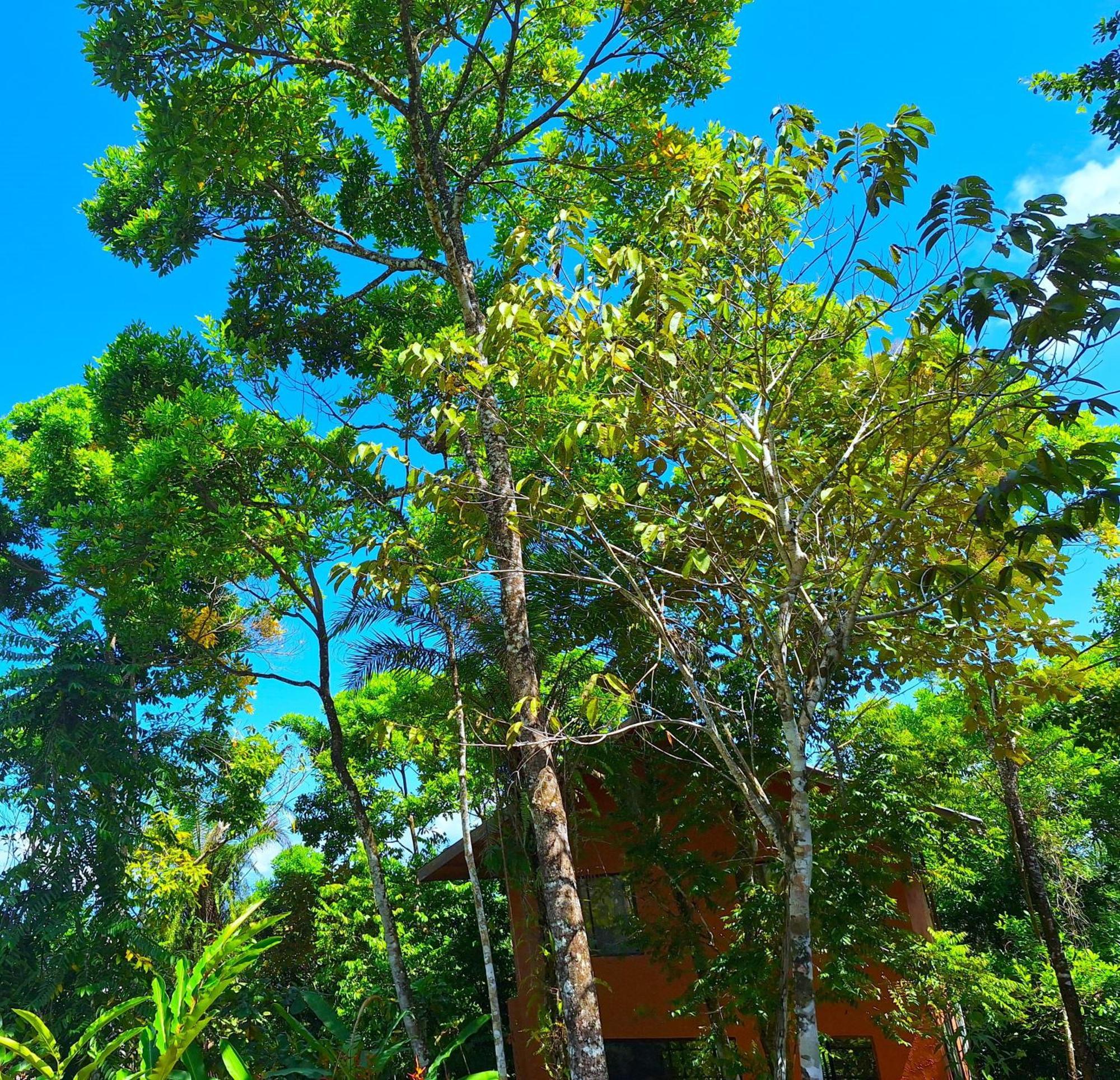 Corcovado Private Villas - Avatar Private Reserve Puerto Jiménez Exterior foto